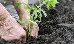 ANCeSCAO Emilia-Romagna - progetto "Aggiungi un Orto a Tavola"