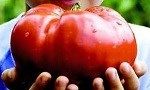 ANCeSCAO Emilia-Romagna - Gara del Pomodoro