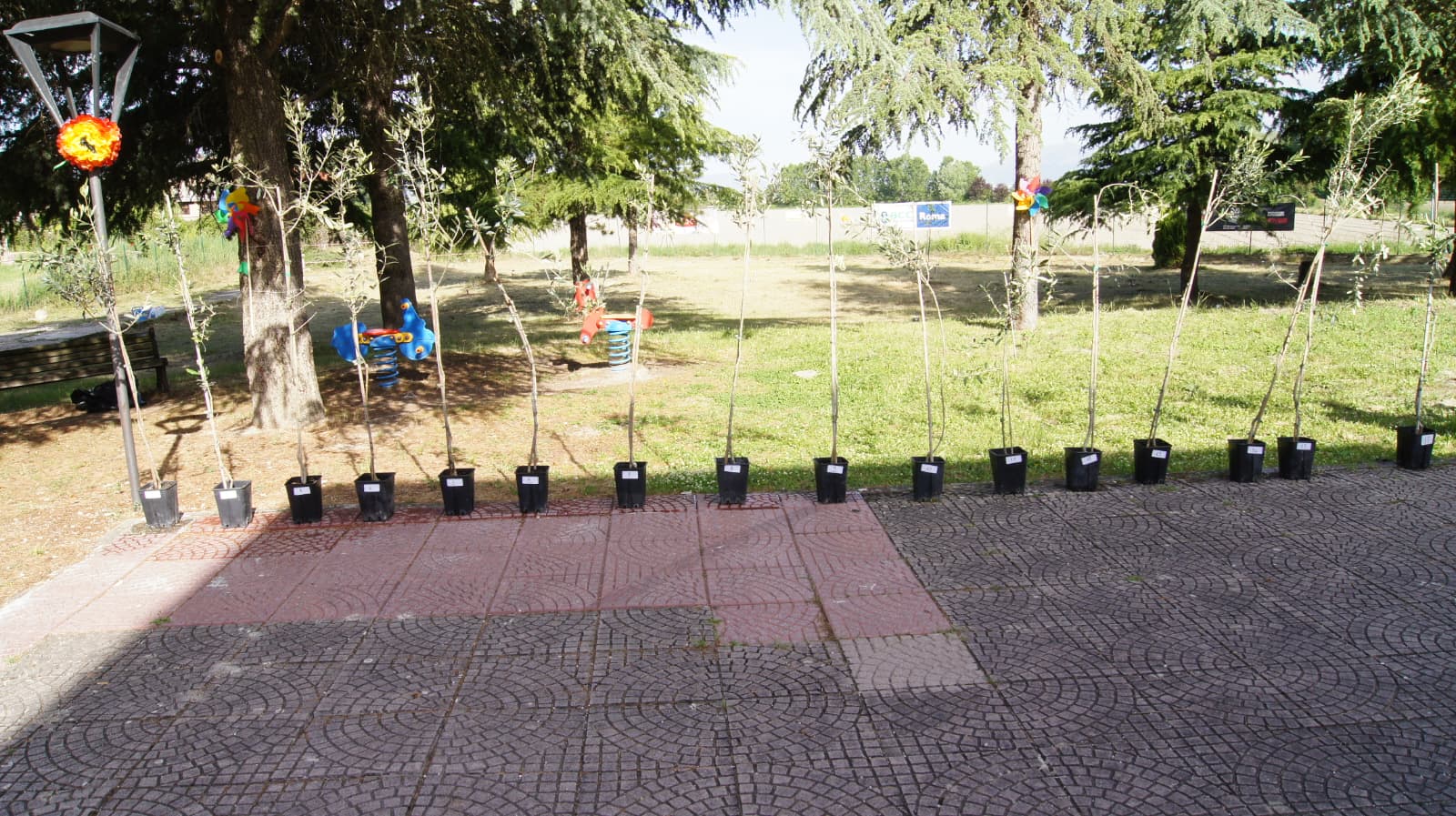 ancescao un albero per ogni nato