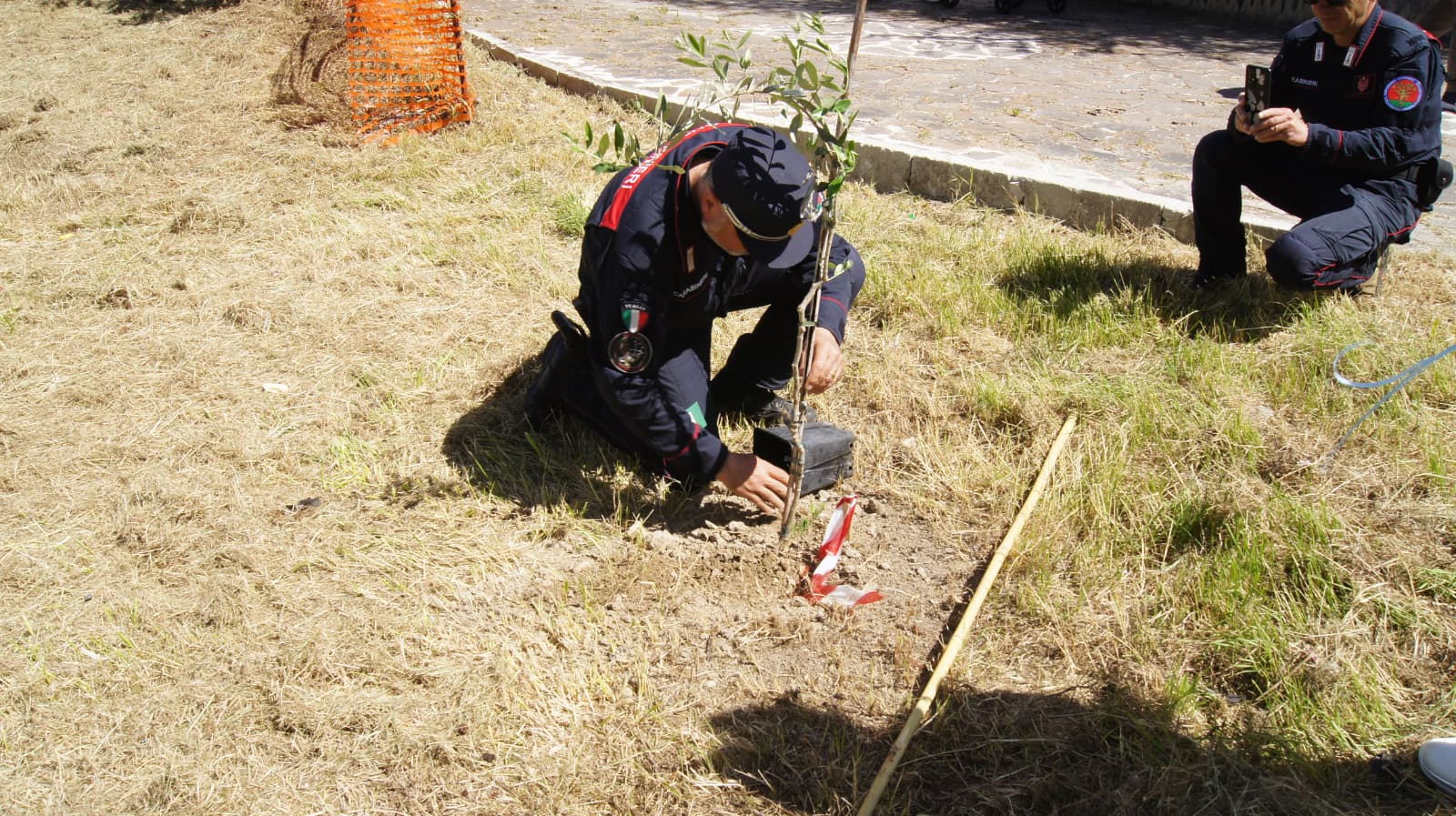 ancescao un albero per ogni nato