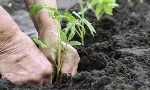 ANCeSCAO Emilia-Romagna - progetto "Aggiungi un Orto a Tavola"